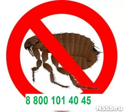 Уничтожение  блох