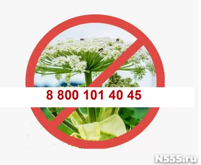 Уничтожить борщевик !